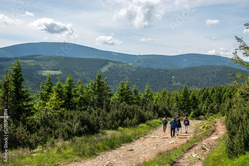 Fototapeta Naklejka Na Ścianę i Meble -  A group of tourists hiking on a scenic mountain trail with a view of peak of Śnieżnik in Sudety. Summer scenery, colorful leaves,green vegetation and a majestic mountain landscape