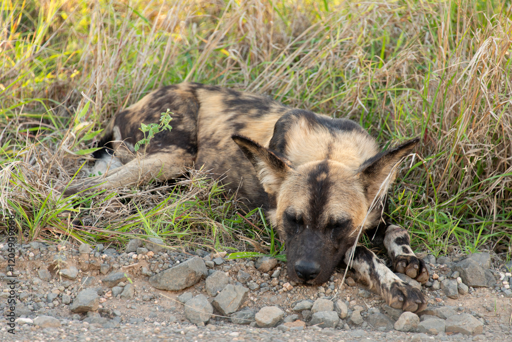 Lycaon, Lycaon pictus, Afrique du Sud Lycaon, Lycaon pictus, Afrique du Sud