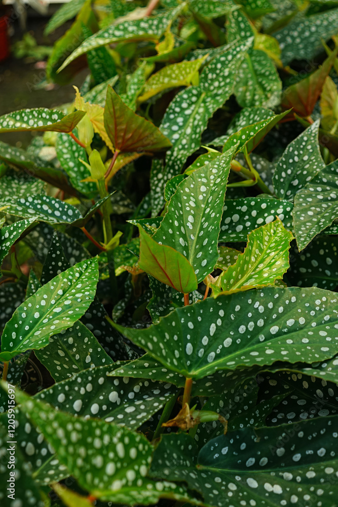 Green Begonia Leaves with White Polka Dots Green Begonia Leaves with White Polka Dots