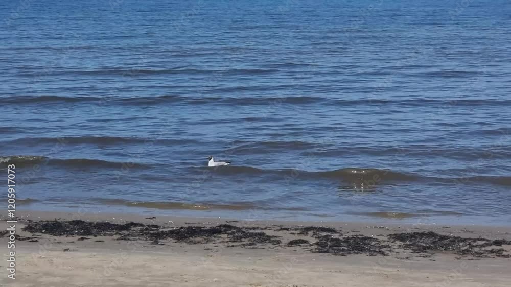 A beach on the Jurmala, a seagull swim in the Gulf of the Baltic Sea. A beach on the Jurmala, a seagull swim in the Gulf of the Baltic Sea.