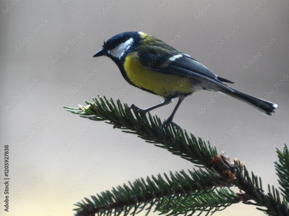 Fototapeta premium cinciallegra