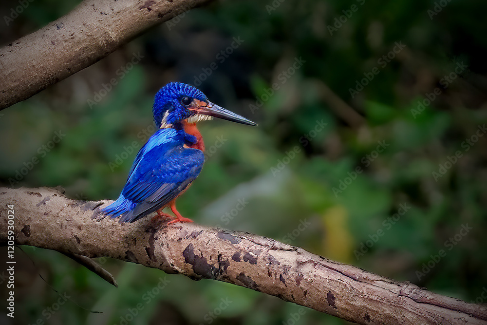 Obraz premium photo of the blue-eared kingfisher