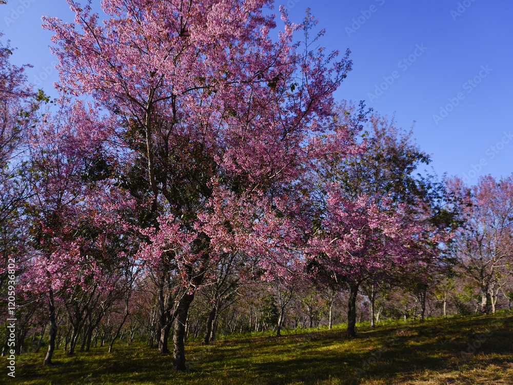 asia, blossom, plant, season, travel, tree, cover, horizontal, photography, tranquility, color image, full, hill, springtime, wallpaper, background, beautiful, bloom, chiang mai, forest, fresh, garden asia, blossom, plant, season, travel, tree, cover, horizontal, photography, tranquility, color image, full, hill, springtime, wallpaper, background, beautiful, bloom, chiang mai, forest, fresh, garden