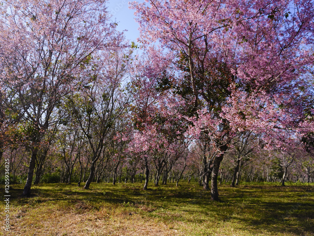 asia, blossom, plant, season, travel, tree, cover, horizontal, photography, tranquility, color image, full, hill, springtime, wallpaper, background, beautiful, bloom, chiang mai, forest, fresh, garden asia, blossom, plant, season, travel, tree, cover, horizontal, photography, tranquility, color image, full, hill, springtime, wallpaper, background, beautiful, bloom, chiang mai, forest, fresh, garden
