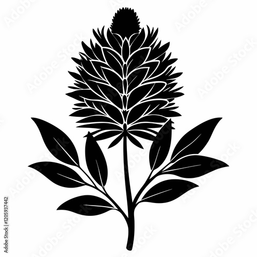 Silky Oak (Grevillea Robusta) Black Silhouette Vector on White Background