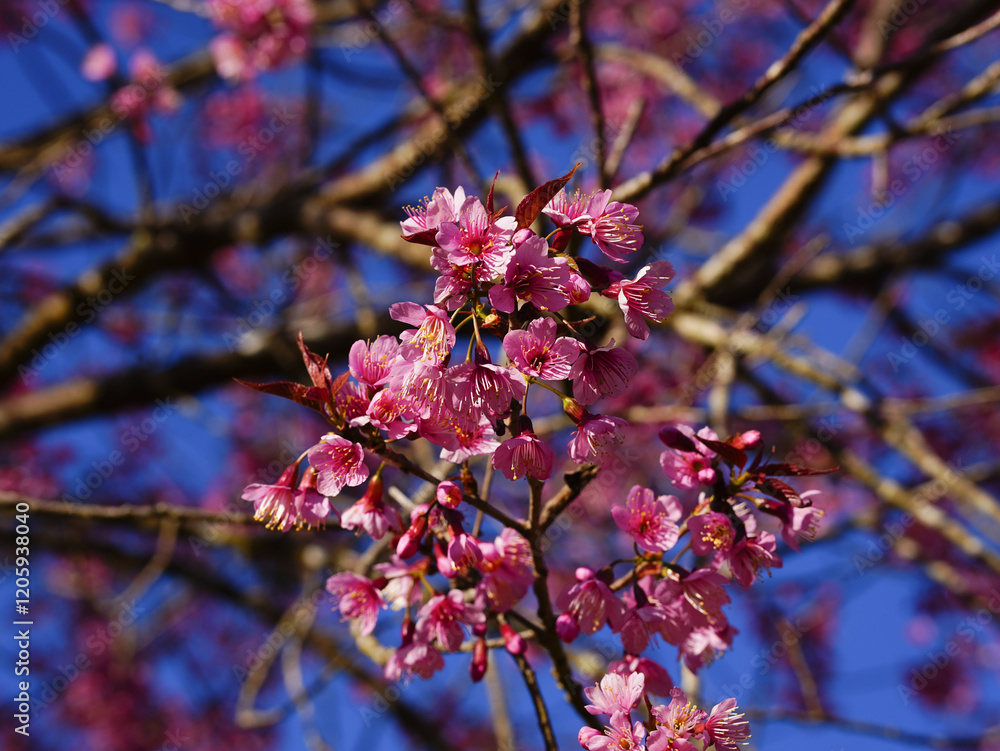 asia, blossom, plant, season, travel, tree, cover, horizontal, photography, tranquility, color image, full, hill, springtime, wallpaper, background, beautiful, bloom, chiang mai, forest, fresh, garden asia, blossom, plant, season, travel, tree, cover, horizontal, photography, tranquility, color image, full, hill, springtime, wallpaper, background, beautiful, bloom, chiang mai, forest, fresh, garden