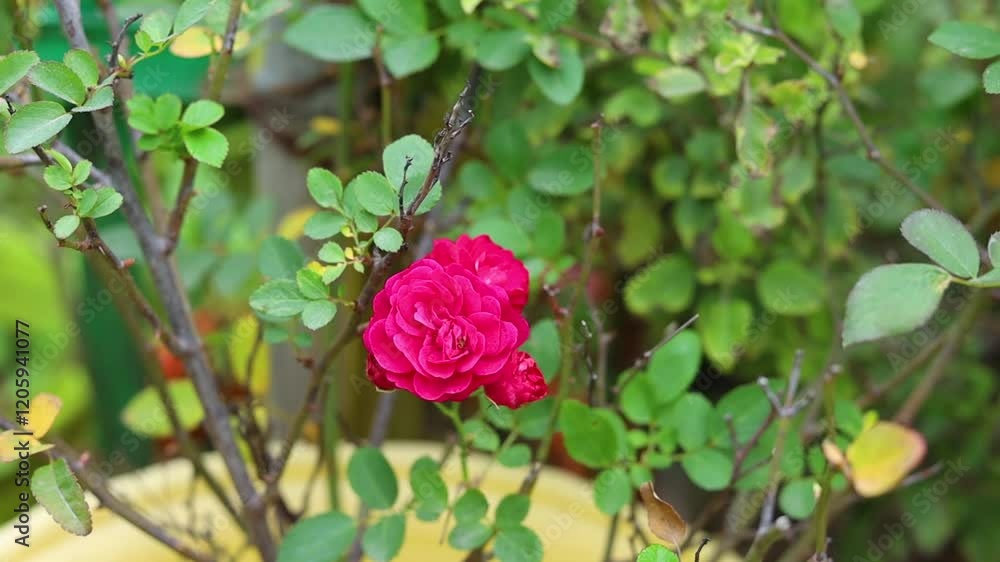 a shiny pink rose grown in a garden a shiny pink rose grown in a garden