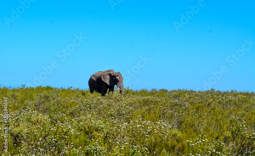 Photography South African elephant