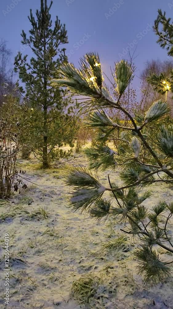 In the late winter evening, snow falls in large flakes by the light of lanterns in a park with pines and shrubs. Russia. Nizhny Novgorod. Svetlojarsky Park. December 2024. Vertical video. In the late winter evening, snow falls in large flakes by the light of lanterns in a park with pines and shrubs. Russia. Nizhny Novgorod. Svetlojarsky Park. December 2024. Vertical video.