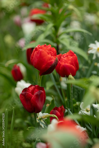 czerwone pełne tulipany, i białe narcyze, wiosenne kwiaty	 photo