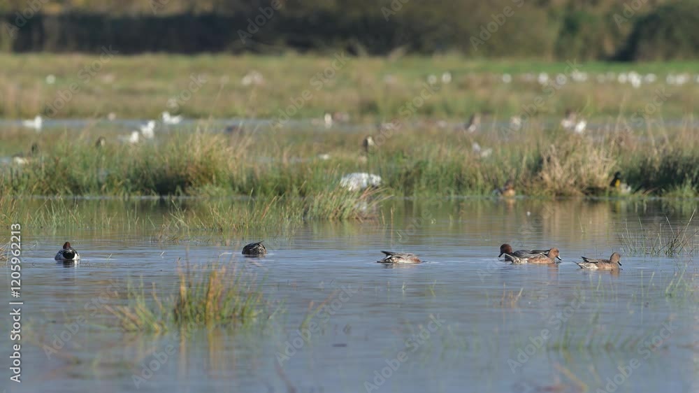 Eurasian Wigeon, Mareca penelope, birds on winter marshes Eurasian Wigeon, Mareca penelope, birds on winter marshes