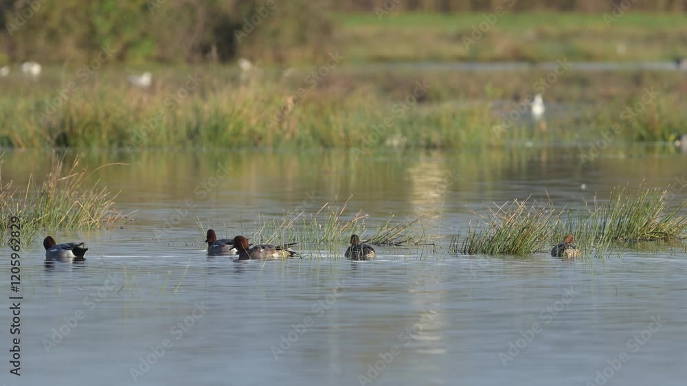Eurasian Wigeon, Mareca penelope, birds on winter marshes Eurasian Wigeon, Mareca penelope, birds on winter marshes
