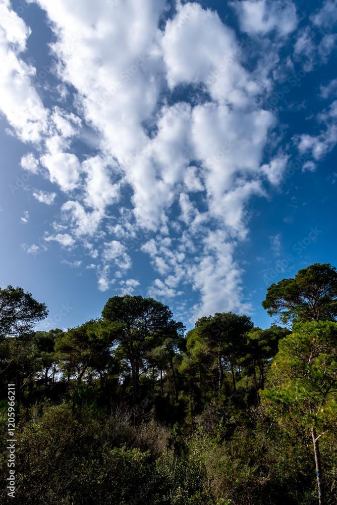 A magnificent view of a forest in the north of tunisia A magnificent view of a forest in the north of tunisia