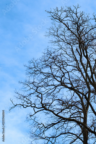 tree without leafs against sky