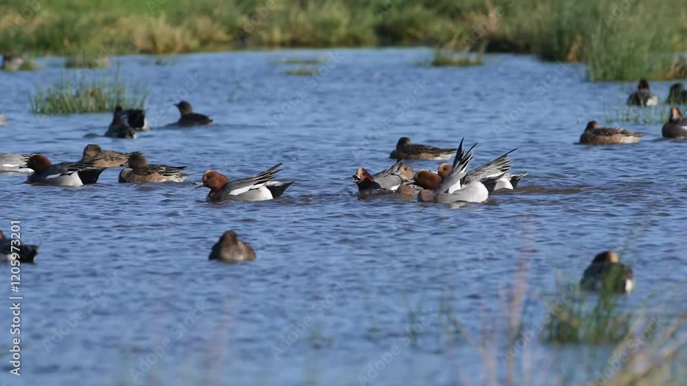 Eurasian Wigeon, Mareca penelope, birds on winter marshes Eurasian Wigeon, Mareca penelope, birds on winter marshes
