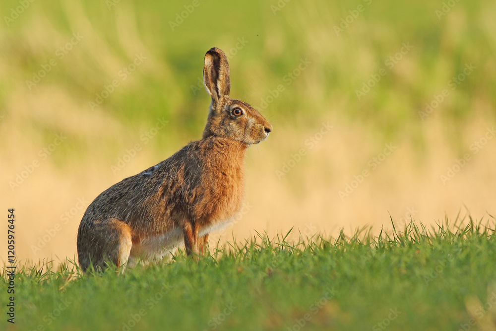 Fototapeta premium Zając szarak, hare, (Lepus europaeus)