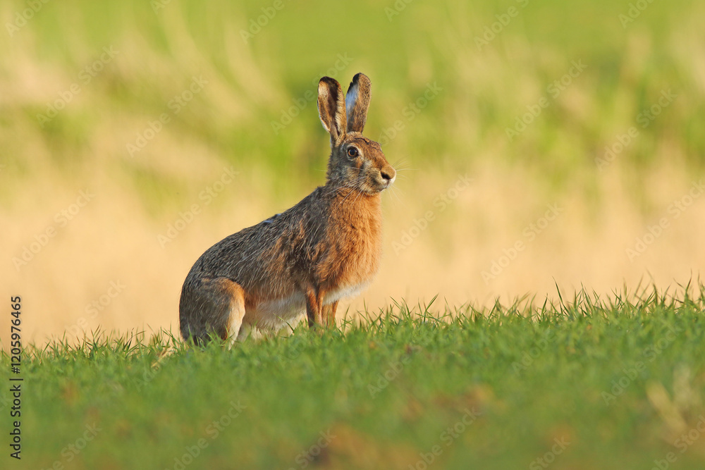 Obraz premium Zając szarak, hare, (Lepus europaeus)