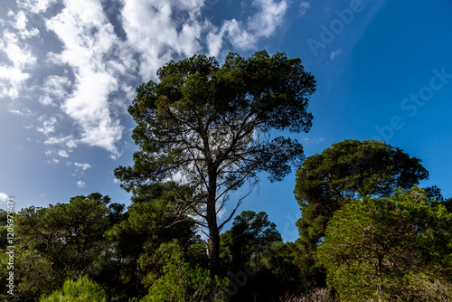 A magnificent view of a forest in the north of tunisia photo