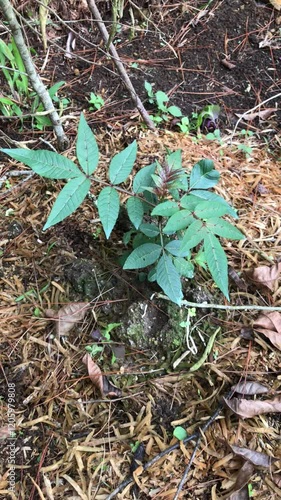 Young andaliman plant. The plant is known as Batak chili. photo