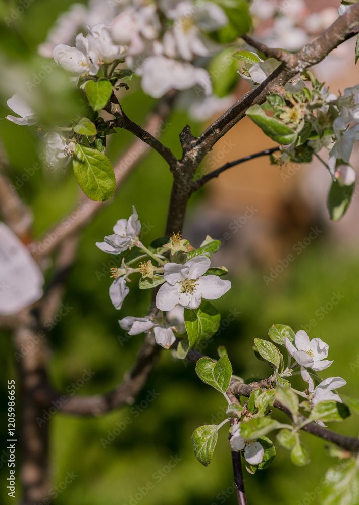 Fototapeta premium tree blossom