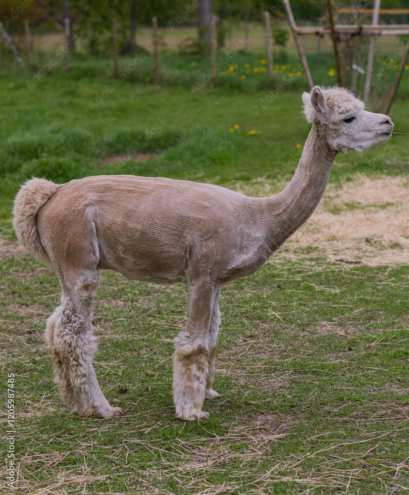 Fototapeta premium alpacas in the garden
