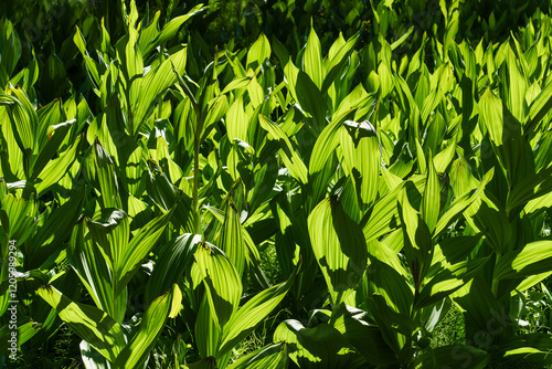 Corn Lily aka False Hellebore plants backlit by sunlight photo