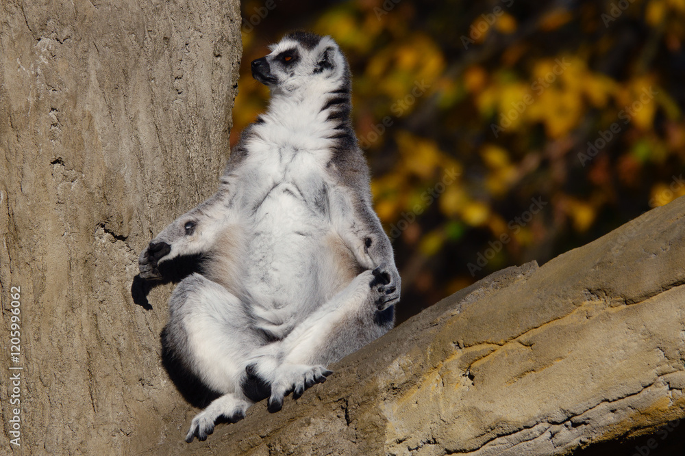 Fototapeta premium lemur sitting on a tree and basking in the sun in autumn