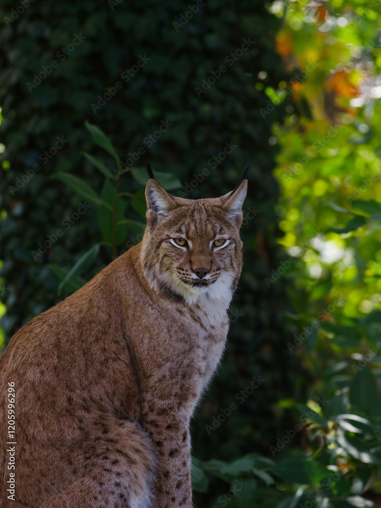 Portrait of Carpathian lynx, Lynx lynx carpaticus against a beautiful blurred green forest background Portrait of Carpathian lynx, Lynx lynx carpaticus against a beautiful blurred green forest background