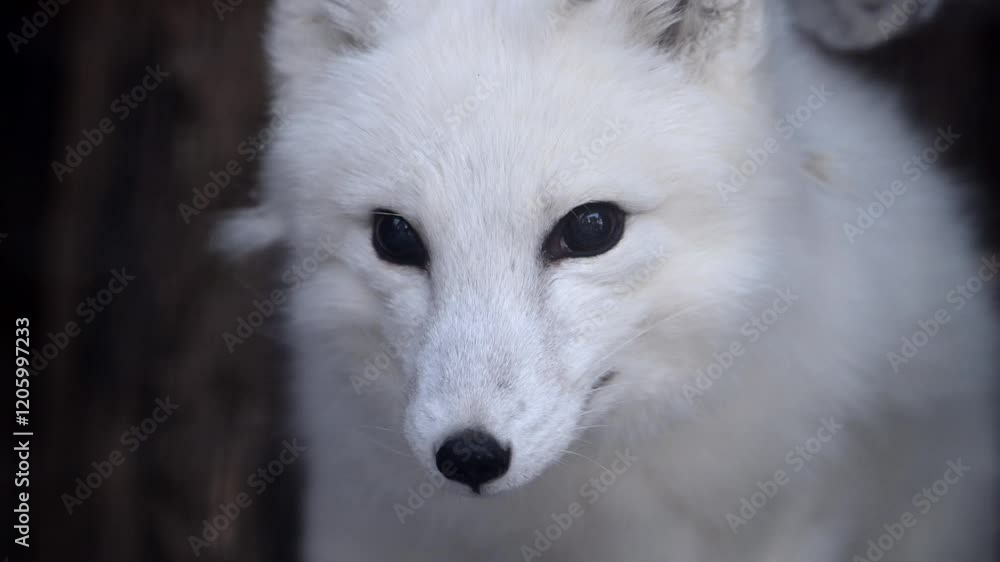 Endangered arctic fox with blue eyes in snow at national park reserve in Russia during winter morning Endangered arctic fox with blue eyes in snow at national park reserve in Russia during winter morning