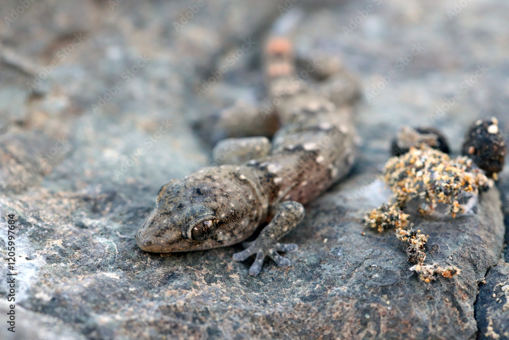 Boettger's wall gecko Tarentola boettgeri under a stone lying on the ground. Gran Canaria. Canary Islands. Spain. Boettger's wall gecko Tarentola boettgeri under a stone lying on the ground. Gran Canaria. Canary Islands. Spain.
