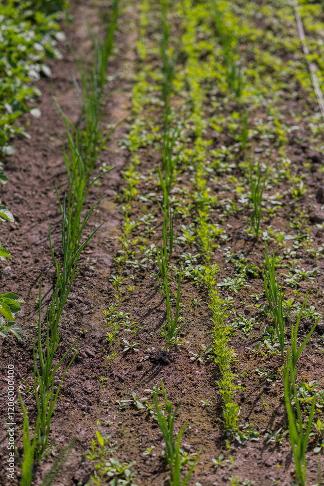 Obraz premium rows of plants