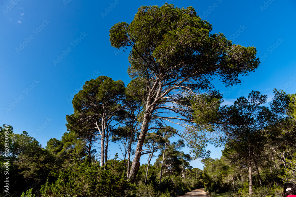 A magnificent view of a forest in the north of tunisia
