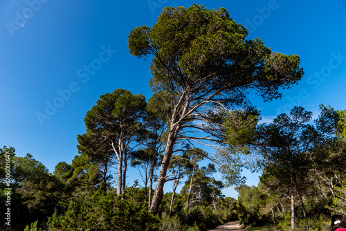 Obraz na płótnie A magnificent view of a forest in the north of tunisia w salonie