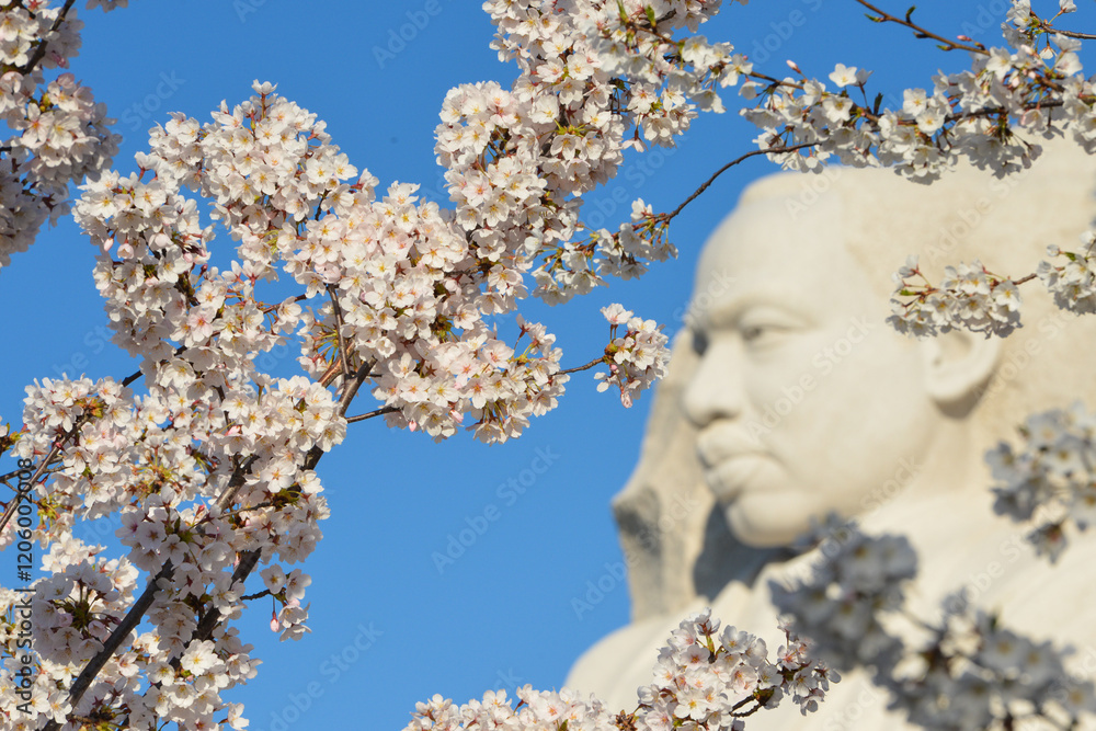 Fototapeta premium WASHINGTON DC - APR 11: The Martin Luther King Jr Memorial located on the National Mall on the Tidal Basin in Washington DC on November 21, 2015. The memorial opened to the public on August 22, 2011. 