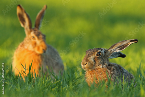 Obraz na płótnie Zając szarak, hare, (Lepus europaeus) w salonie
