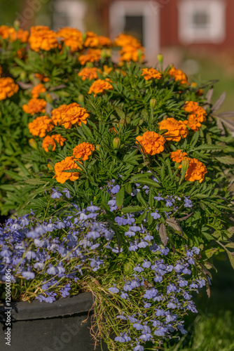 flowers in a garden