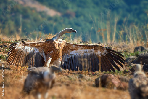 Griffon vulture (Gyps fulvus) a large bird of prey. Wild vultures in the mountains of Bulgaria. Madzharovo, Eastern Rhodopes. Scavengers feed at sunrise. Wild live scene in nature. photo