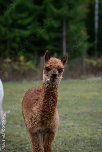 baby alpaca close up photo