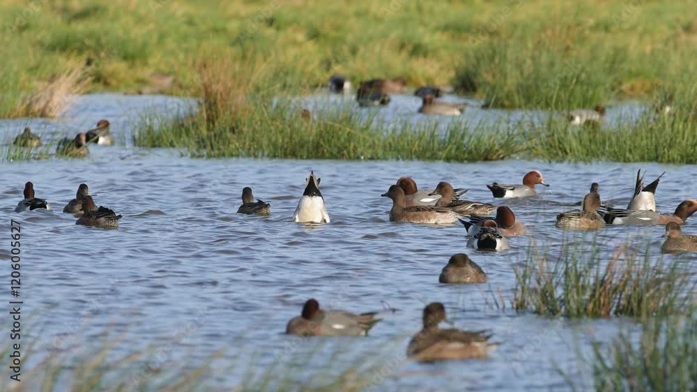 Eurasian Wigeon, Mareca penelope, birds on winter marshes Eurasian Wigeon, Mareca penelope, birds on winter marshes