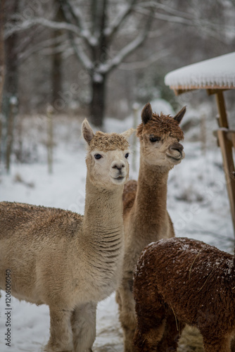 alpaca in the snow