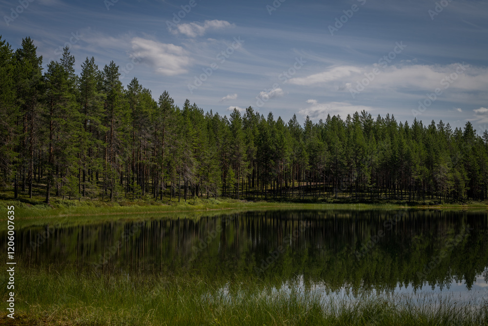 Obraz premium lake in the forest