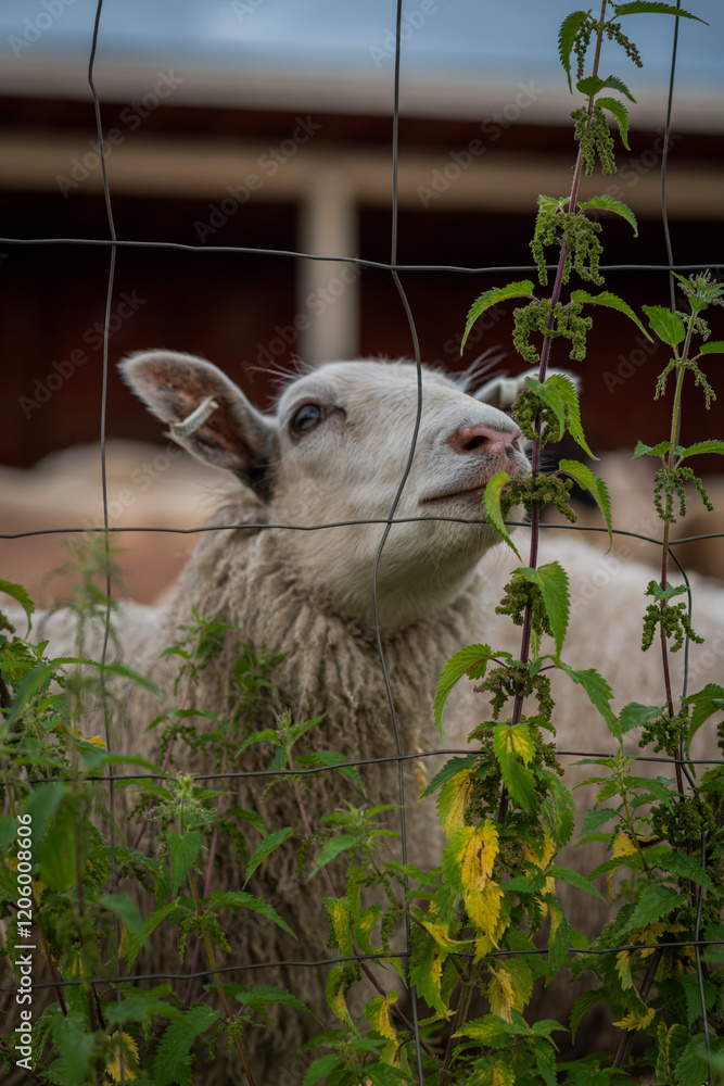 Obraz premium sheep close up