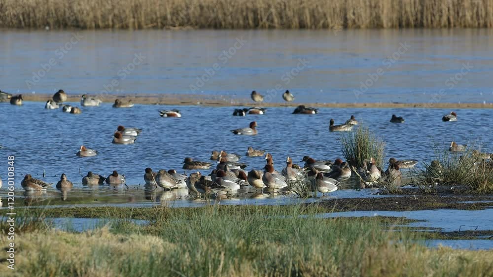 Eurasian Wigeon, Mareca penelope, birds on winter marshes Eurasian Wigeon, Mareca penelope, birds on winter marshes