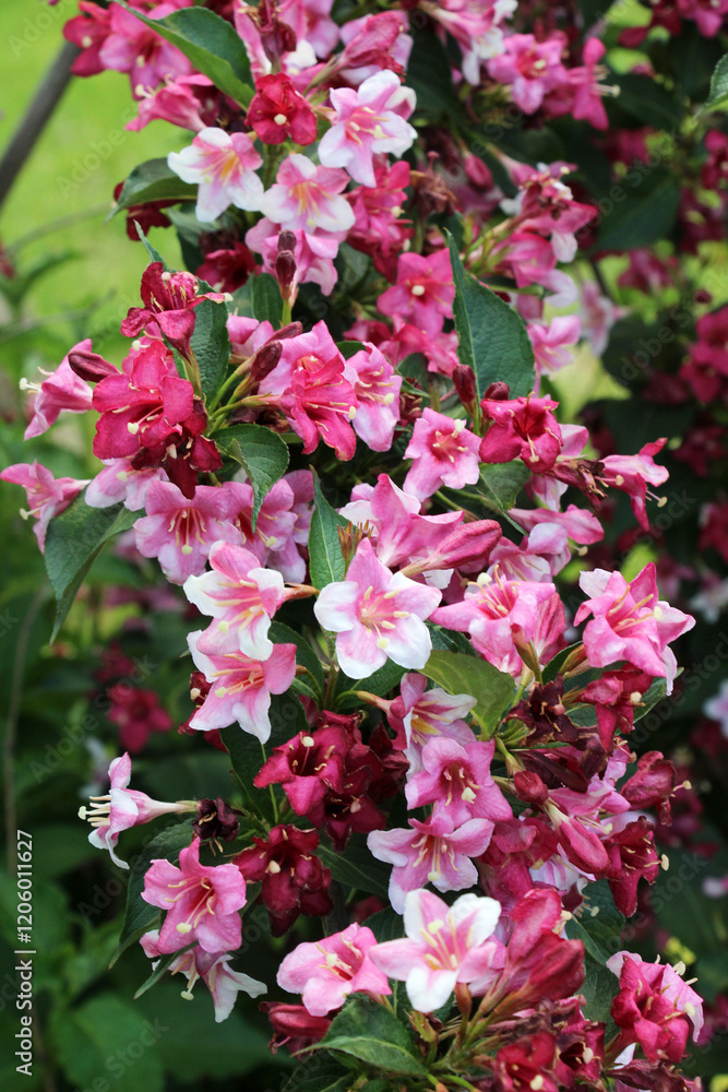 Weigela blooms in the garden. Weigela blooms in the garden.