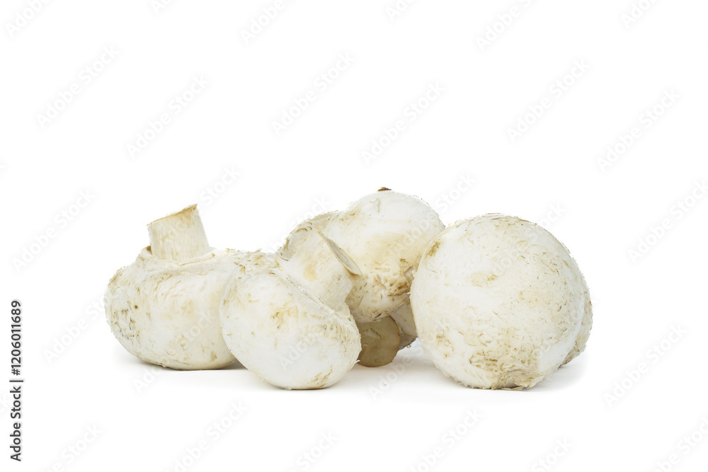 group of mushroom isolated on white background group of mushroom isolated on white background