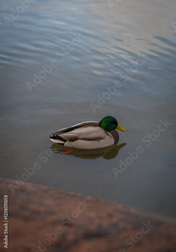 duck in the water