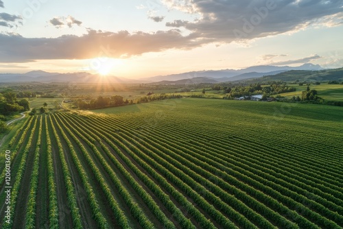 Sunset illuminating green vineyards and farm in the countryside