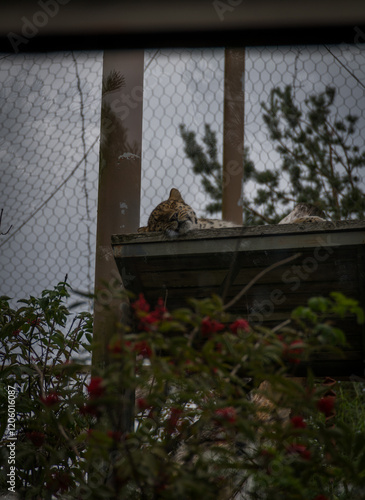 Finland, Helsinki. Korkeasaari, Zoo photo