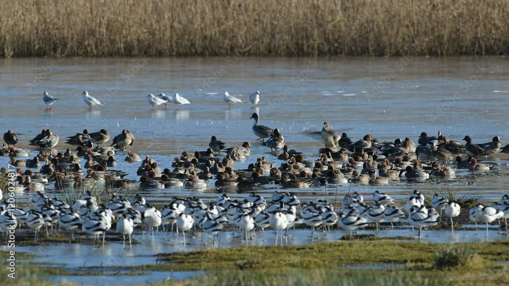 Eurasian Wigeon, Mareca penelope, birds on winter marshes