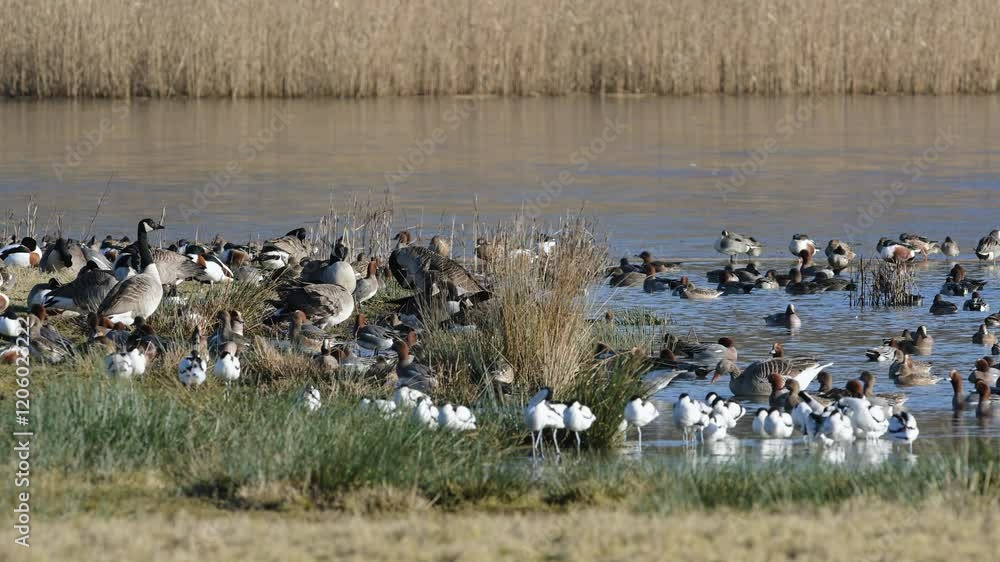 Eurasian Wigeon, Mareca penelope, birds on winter marshes Eurasian Wigeon, Mareca penelope, birds on winter marshes
